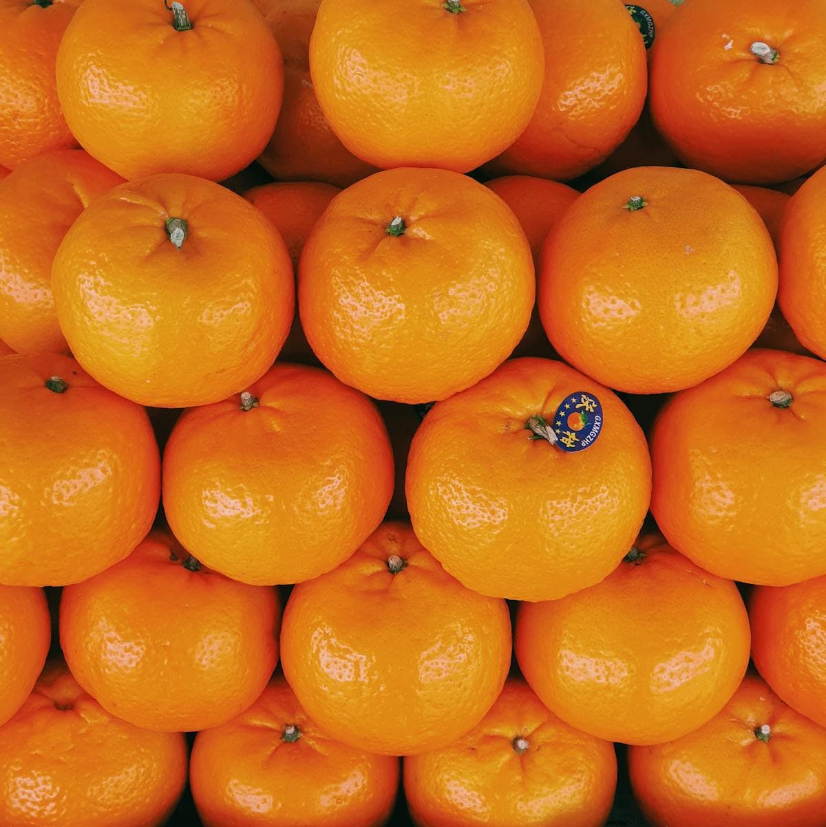 하우스 감귤 (3kg)